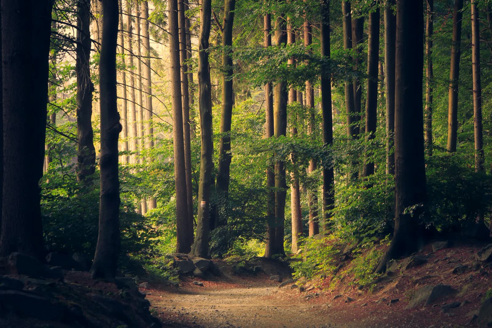 Light falling through a stand of tall trees on a quiet path.